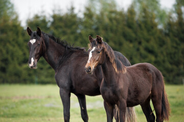Obraz premium beautiful young foal portrait with mother horse on a pasture
