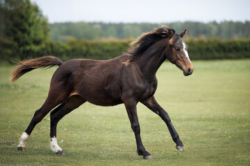 young horse galloping on a pasture