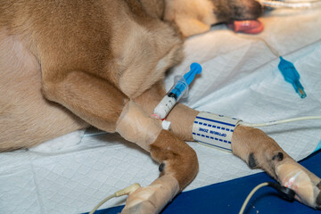 Sick dog. Intravenous administration of medicines (concept of veterinary medicine)