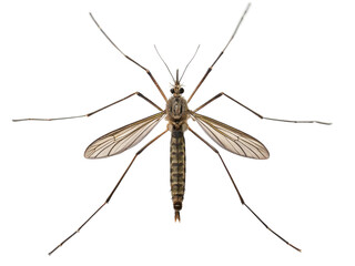 Mosquito insect isolated on transparent background, vector illustration of pest