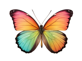 Colorful butterfly with vibrant wings isolated on transparent background