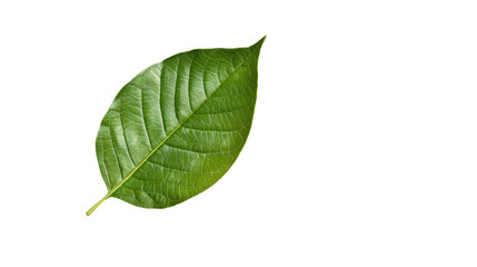 A lush verdant green leaf captured in close up showcasing its intricate veins vibrant color and natural organic beauty