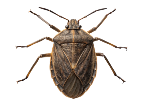 Brown shield bug isolated on transparent background, featuring detailed textures