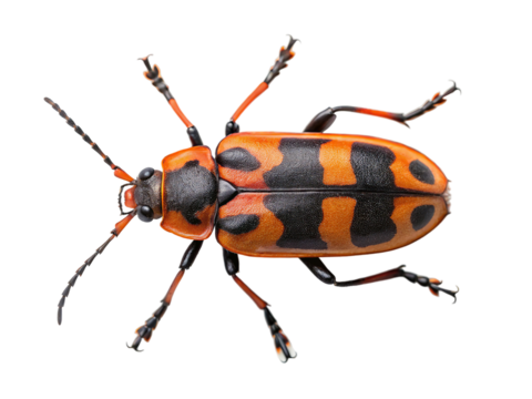 Spotted orange and black beetle isolated on transparent background, top view