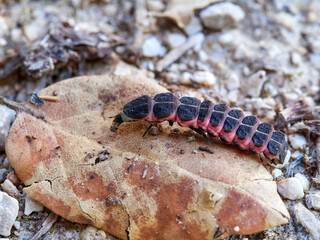 Mediterranean Pale Glow-worm (Nyctophila reichii)
