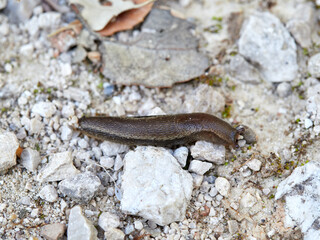 Air-breathing land slug. Geomalacus anguiformis