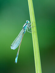 Ischnura graellsii (Iberian Bluetail)

