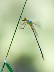 Southern Emerald Damselfly. Lestes barbarus. Migrant Spreadwing
