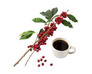 Red coffee beans on a tree branch next to a coffee cup isolated on a transparent background png drinks design