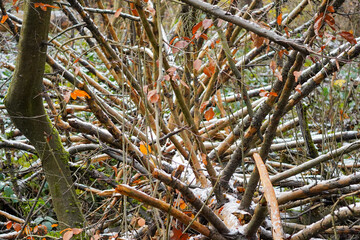 Fallen tree log with a lot of spike looking branches and a light layer of snow on top, North Rhine-Westphalia, Germany