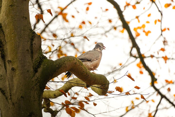 Angry common wood pigeon (Columba palumbus) sitting on a tree branch and looking in the far, North Rhine-Westphalia, Germany