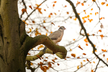 Fototapeta premium Angry common wood pigeon (Columba palumbus) sitting on a tree branch with an open beak, North Rhine-Westphalia, Germany