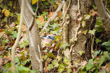 Eurasian jay (Garrulus glandarius) bird on the ground in long grass with head under the leafs showing off the blue feathers, North Rhine-Westphalia, Germany
