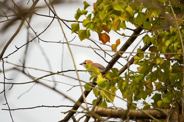 Eurasian jay (Garrulus glandarius) bird looking interested straight up with tall posture while sitting on a branch, North Rhine-Westphalia, Germany