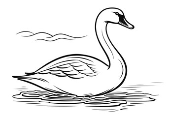 Fototapeta premium A swan swimming on the lake.
