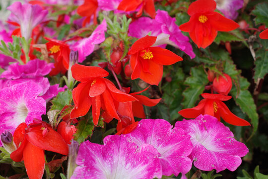 A vibrant display of red Begonia flowers mixed with bright pink Petunias. The Begonias have orange-red petals with yellow centers, while the Petunias feature large, pink petals with white centers