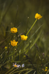 Field plants on a sunny May day. Countryside landscape.