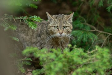 Portrait of a beautiful european wildcat in the nature habitat. Felis silvestris.