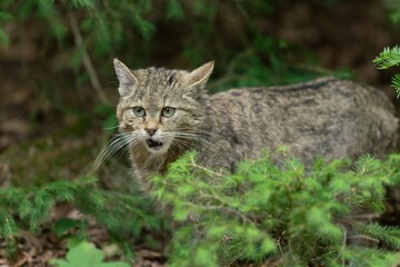 Portrait of a beautiful european wildcat in the nature habitat. Felis silvestris.