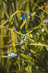Field plants on a sunny May day. Countryside landscape.
