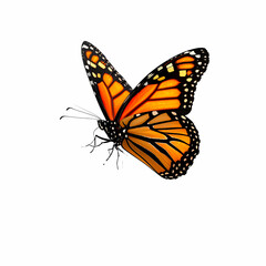 Fototapeta premium Monarch Butterfly: A monarch butterfly, with vibrant orange and black wings, gracefully soars, embodying nature's elegance. A close-up of its delicate beauty.