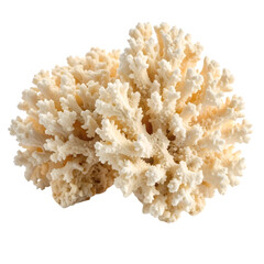 Elegant White Coral Specimen