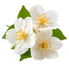 Jasmine Blooms: Pure and delicate jasmine flowers, with pristine white petals and sunny yellow centers, exude a fresh and inviting essence, perfect for adding a touch of natural beauty.