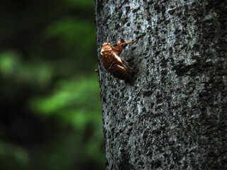 セミの抜け殻