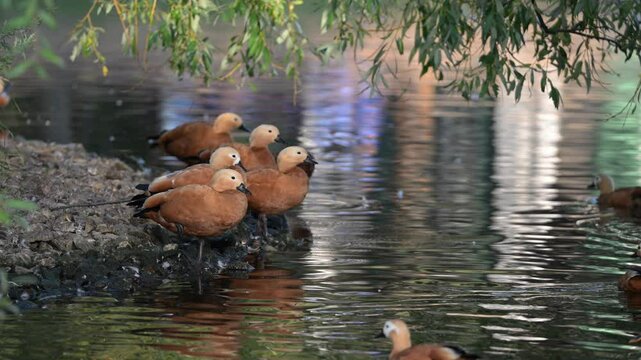 Ruddy shelducks gathering near pond shoreline, featuring resting waterfowl and swimming companions amid natural waterfront environment
