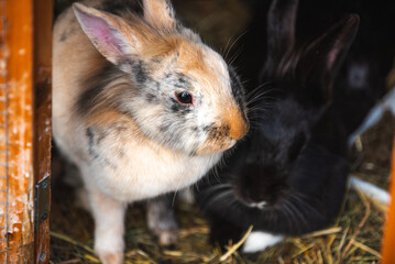 Two bunnies stand side by side, looking at the camera