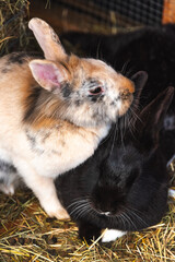 Two bunnies can be seen standing side by side in a pile of hay