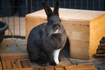 A Playful and Adorable Black Bunny with Beautiful White Markings in a Cozy Habitat Area