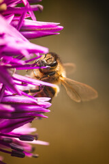 A Bee Collecting Nectar from a Beautiful and Vibrant Purple Flower in Natures Garden