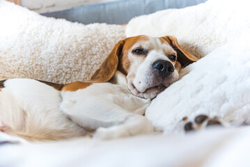 A Relaxed and Comfortable Beagle Dog Resting Peacefully on a Soft and Cozy Blanket at Home