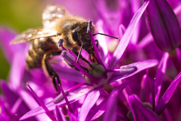 A bee pollinating a vibrant purple flower, enhancing the ecosystems health and beauty