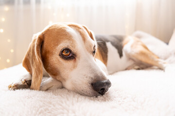 A Relaxed Beagle Dog Comfortably Resting on a Soft Surface in a Cozy Environment