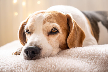 A relaxed and content Beagle dog resting comfortably on a soft surface in a cozy setting