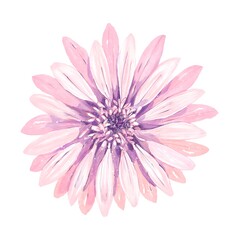Pink gerbera flower fully bloomed watercolor botanical illustration isolated on white elegant soft floral element for wedding design greeting cards natural decor and spring feminine compositions