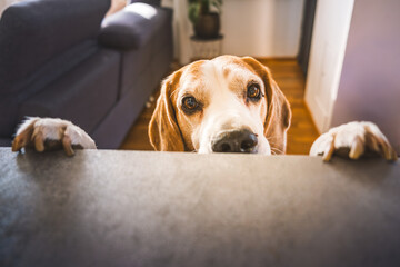 A Curious Dog Peeking Over a Counter in a Cozy Home Setting That Feels Very Inviting