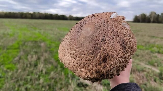 Gifts of nature, a woman holds a large mushroom parasol in her hand and admires its beauty. woman holding a mushroom. Large mushroom umbrella on the background of a green meadow