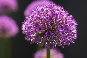Stunning Purple Allium Flower in Full Bloom, Showcasing Natures Incredible Beauty and Elegance