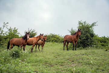 horses in the meadow