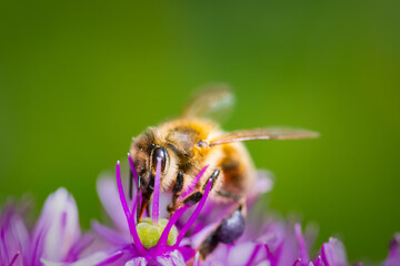 A CloseUp Image of a Bee in the Act of Pollinating a Bright and Vibrant Purple Flower