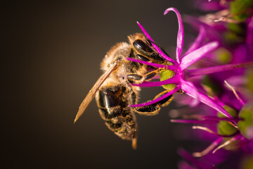 A Busy Bee Diligently Collecting Golden Nectar from a Colorful Flower in Natures Great Outdoors