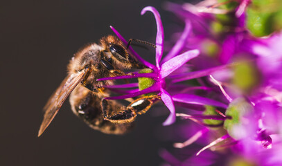 A Bee Engaged in the Process of Pollinating a Vibrant Purple Flower in Natures Splendor