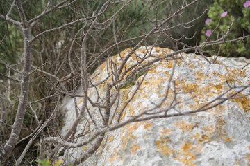 Ocellated lizard, endemic to the Alpilles region of the south of France