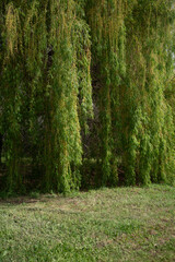 Weeping willow
