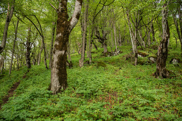 Obraz premium trees in the forest