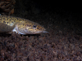 Close-Up of Burbot Resting on Riverbed Sediment