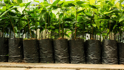 cocoa trees seedling in nursery